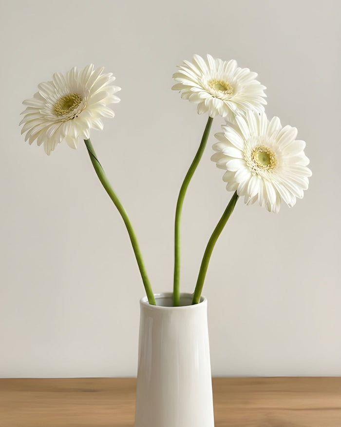 Gerbera blanc - 10 tiges