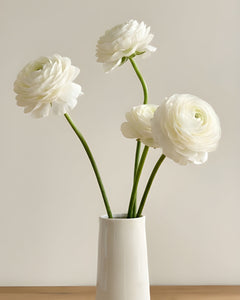 Renoncule blanche