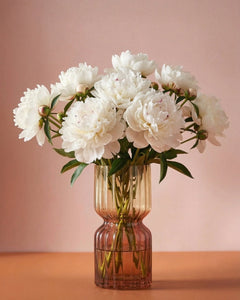 Pivoine blanche